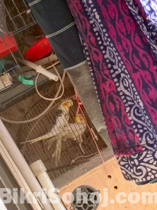 ১ জোড়া ককাটেল পাখি বিক্রি করা হবে